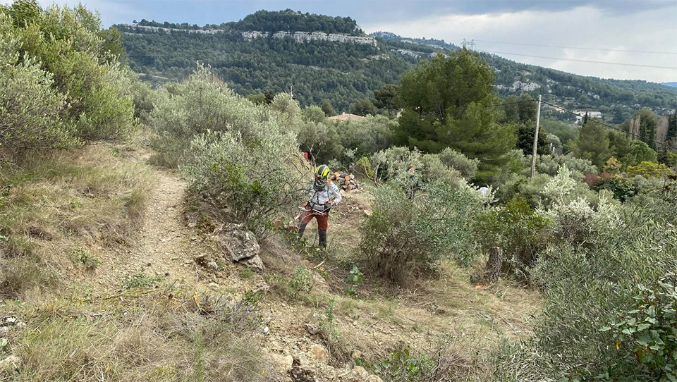 Rehabilitation of the olive grove of the Bastide Neuve.