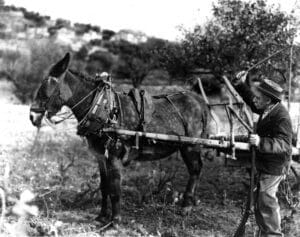 Jofroi, film de Marcel Pagnol avec Vincent Scotto.