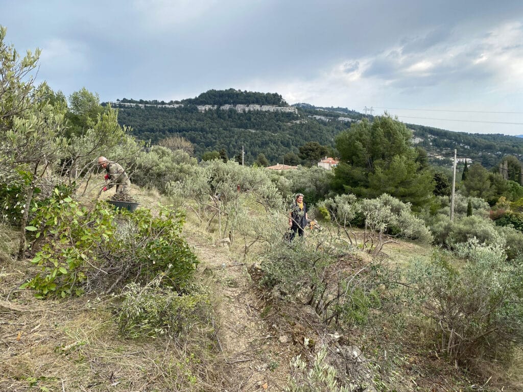 Réhabilitation de l’oliveraie de la Bastide Neuve