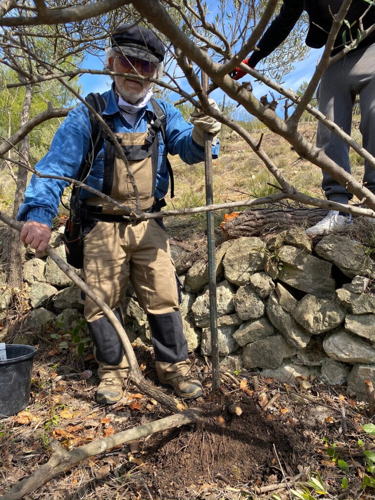 Réhabilitation de l’oliveraie de la Bastide Neuve