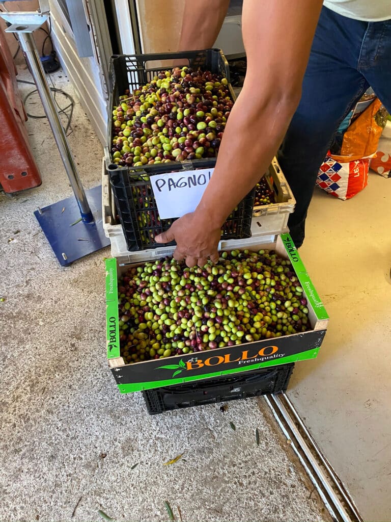 Réhabilitation de l’oliveraie de la Bastide Neuve