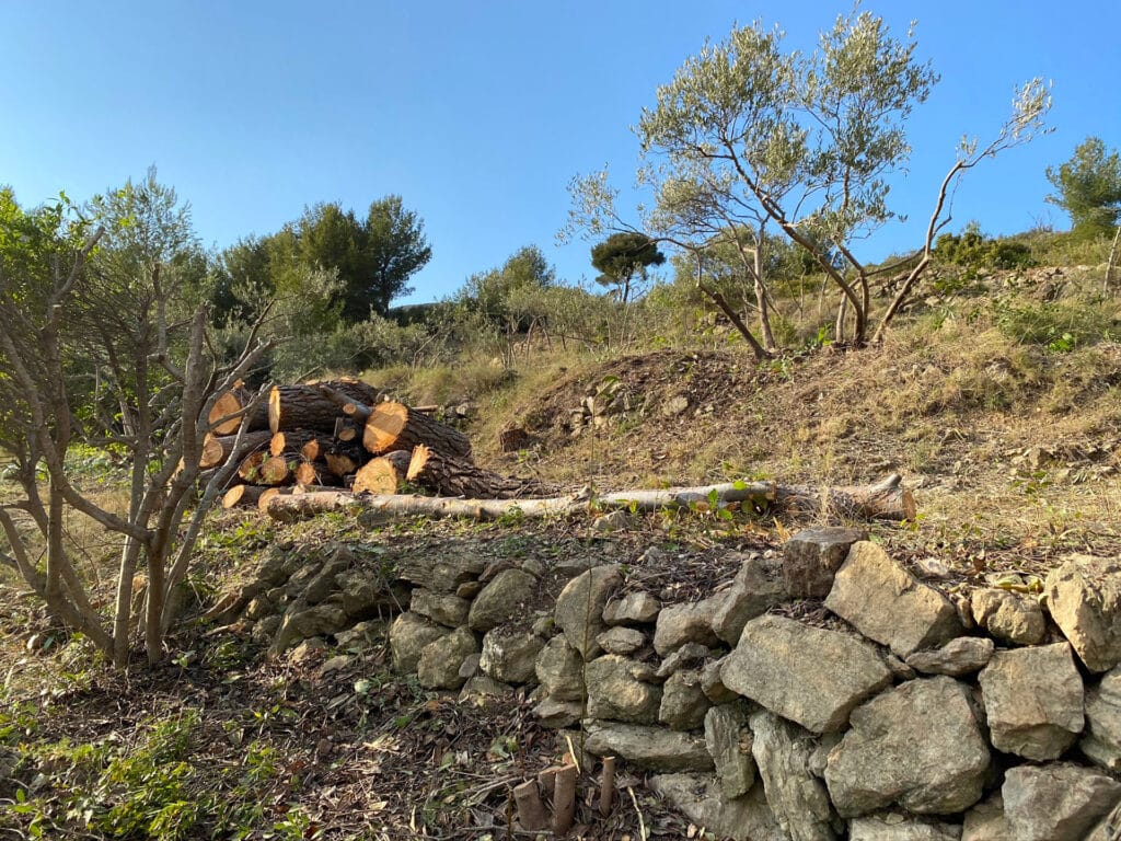 Réhabilitation de l’oliveraie de la Bastide Neuve