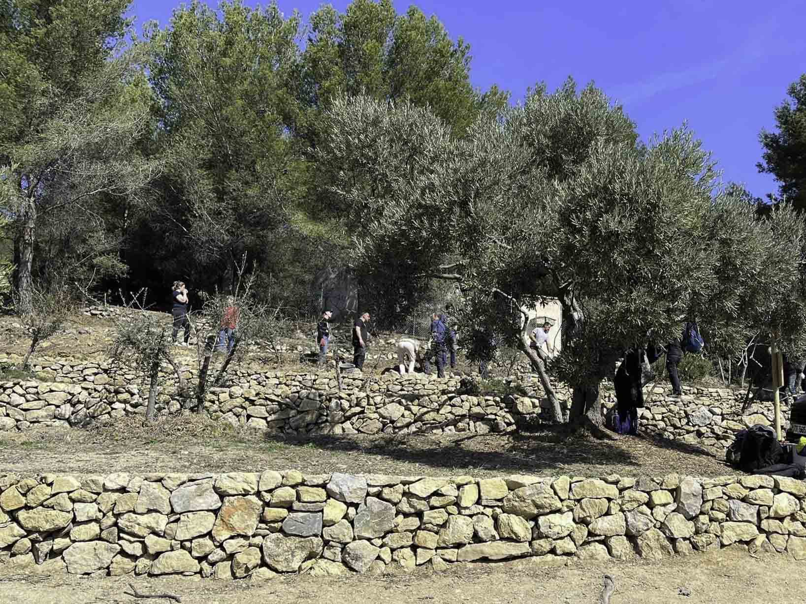 restauration des restanques de l'oliveraie